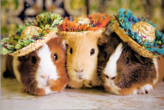 Guinea pigs hats standing lying - hat free wallpaper