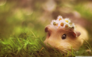 Hamster flower grass daisies head - daisy free wallpaper