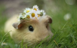 Small animal flower hair grass 2 - daisy free wallpaper