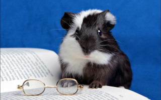 Guinea pig book glasses top - top of a book free wallpaper