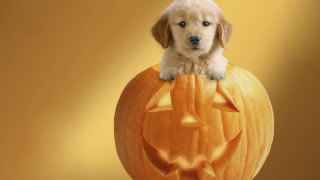 Puppy carved pumpkin jackolantern shiba - pumpkin free wallpaper