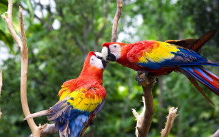 Colorful birds sitting tree branch - the other free wallpaper