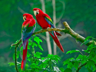 Two parrots red green forest - a tree branch in a forest area free wallpaper