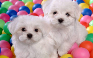 Two small white dogs ball - balloon free wallpaper