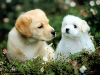 Puppies sitting field flowers grass 2 - two puppy free wallpaper