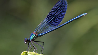 Blue dragonfly green leaf wings - a blue dragonfly free wallpaper