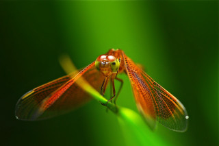 Dragonfly closeup green background blurry - a blurry background behind free wallpaper