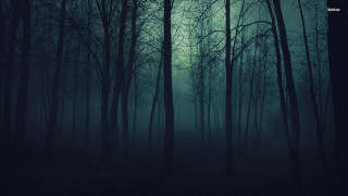 Dark forest foggy sky trees - a dark forest free wallpaper
