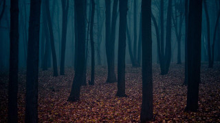 Dark forest trees leaves ground 3 - a dark forest free wallpaper