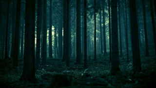 Dark forest trees leaves ground 2 - a dark forest free wallpaper