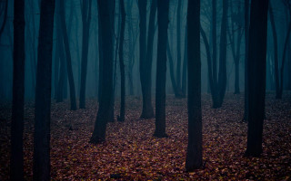 Dark forest trees leaves ground - a few leaf free wallpaper