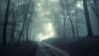 Person walking dirt road forest - a dirt road in the middle of a forest free wallpaper for desktop