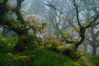 Forest mossy trees foggy nature - green tree free wallpaper