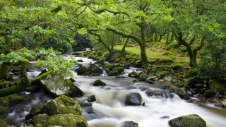 Lush green forest stream rocks 5 - rock and trees free wallpaper