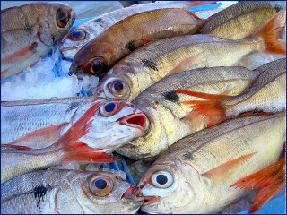 Fish pile table ice eyes - a table together free wallpaper