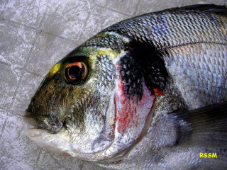 Yellow eye black spot fish - a gray surface free wallpaper