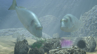 Fish aquarium rocks plants sunlight - lostfish free wallpaper