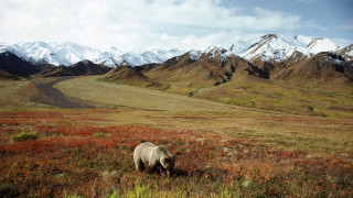 White bear field mountains grass - the background and grass free wallpaper