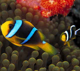 Clown fish anemone coral aquarium - domirinic fegallia free wallpaper for tablet