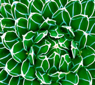 Green white flower closeup striped - a macro photograph free wallpaper for tablet