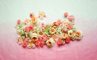 Flowers pink surface white background - a bunch of flowers free wallpaper