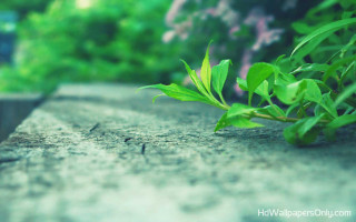 Plant ledge nature blurry bokeh - brad holland free wallpaper
