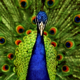 Peacock feathers spread eyes open - photorealistic free wallpaper for tablet