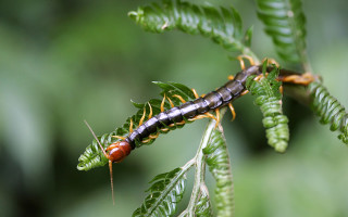 Caterpillar crawling leafy branch forest - free forest wallpaper for desktop