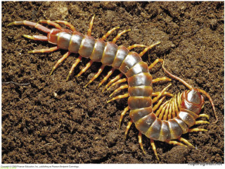 Large insect long legs long - long leg free wallpaper