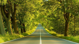 Long straight road trees lining 2 - straight free wallpaper