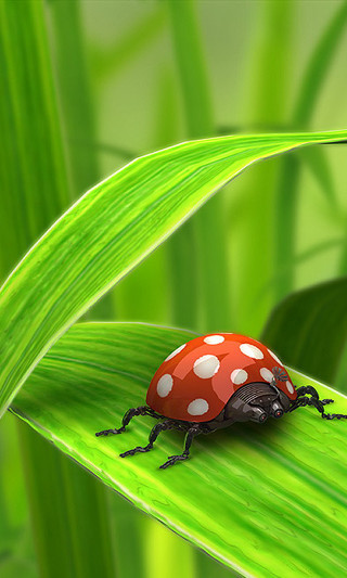 Ladybug green leaf grass ladybug - back free wallpaper for mobile