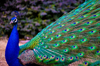 Peacock feathers spread tail display 5 - vivid color free wallpaper