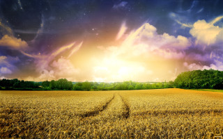 Wheat field cloudy sky sunbeam - a field of wheat under a cloudy sky free wallpaper