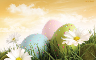 Eggs grass daisies sky clouds - a group of eggs free wallpaper