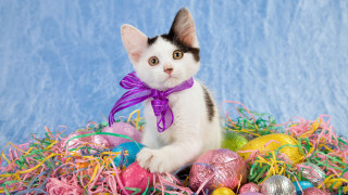 Kitten easter eggs purple ribbon - sharp claw free wallpaper for desktop