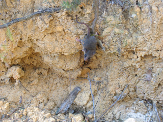 Mouse climbing rock wall tree - a mouse free wallpaper