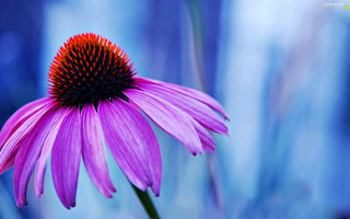 Purple flower red center blue - a red center free wallpaper