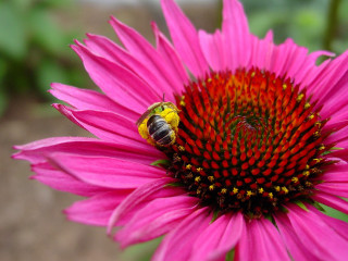 Bee pink flower green background - spot free wallpaper
