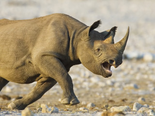 Rhinoceros running rocky area mouth - a rocky area free wallpaper