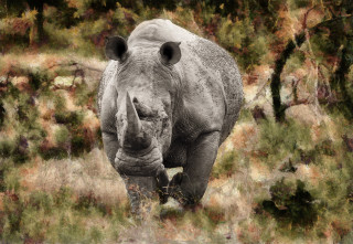 Rhinoceros field blurry background grass - amédée ozenfant free wallpaper for desktop