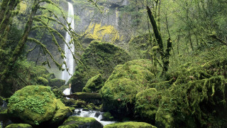 Waterfall forest mossy rocks trees 23 - the center free wallpaper