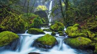 Lush green forest stream waterfall 4 - rock and trees free wallpaper