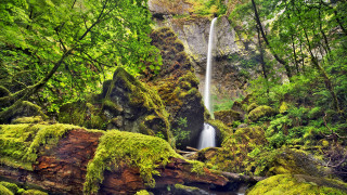 Waterfall forest moss fallenlog nature - a waterfall in a forest free wallpaper