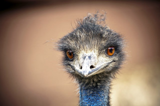 Emu brown eye closeup looking - primitivism free wallpaper for desktop