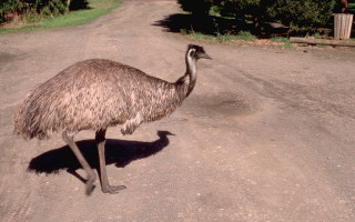 Ostrich walking dirtroad daytime headside - female free wallpaper for desktop