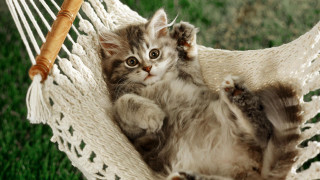 Kitten hammock grass stick cute - a stick free wallpaper