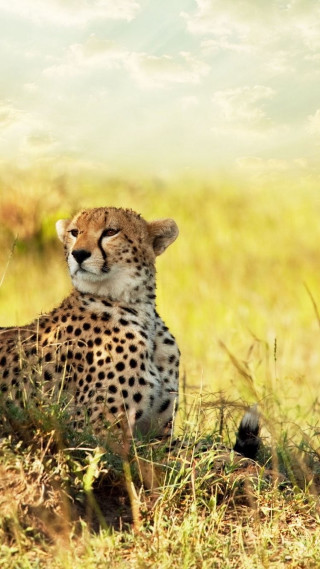 Cheetah sitting grass looking camera - a cheetah free wallpaper for mobile