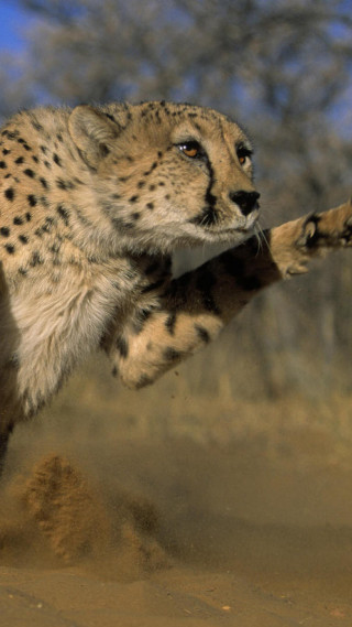 Cheetah running dirt stick tree - free animals wallpaper for mobile