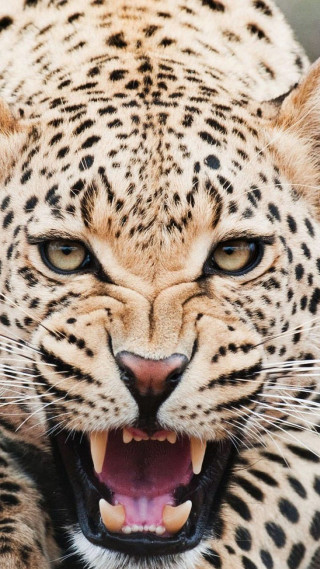 Leopard closeup mouth open teeth - derek chittock free wallpaper for mobile