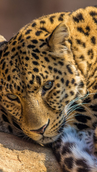 Leopard laying rock eyes closed - free animals wallpaper for mobile